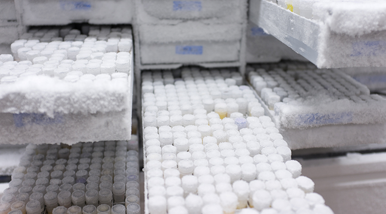 Frozen pharmaceutical samples