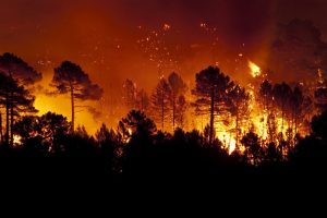 Wild-Fire_small