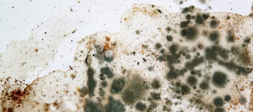 Humidity Monitoring Eliminates Mold Problems in Data Centers