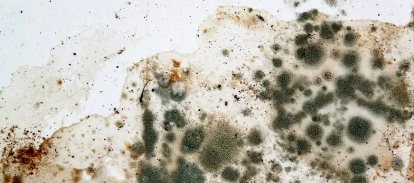 Humidity Monitoring Eliminates Mold Problems in Data Centers